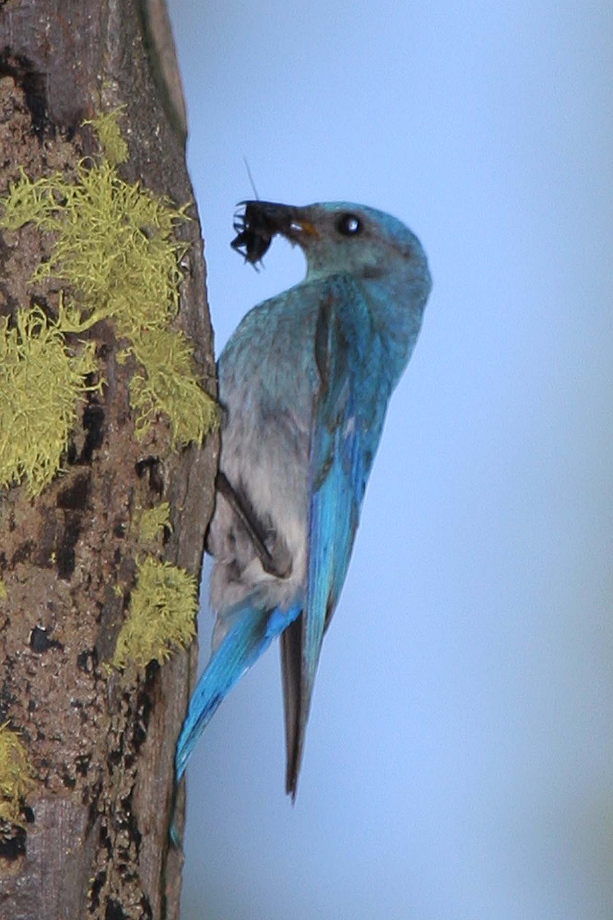 Mountain Bluebird